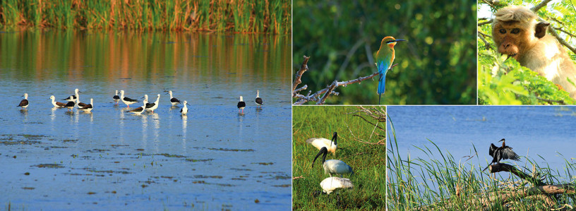 bundala-national-park-a-diverse-wildlife-haven-in-sri-lanka-big-3