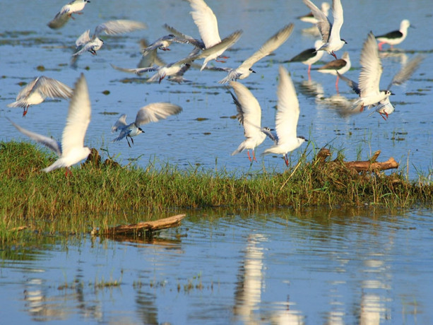 bundala-national-park-a-diverse-wildlife-haven-in-sri-lanka-big-2