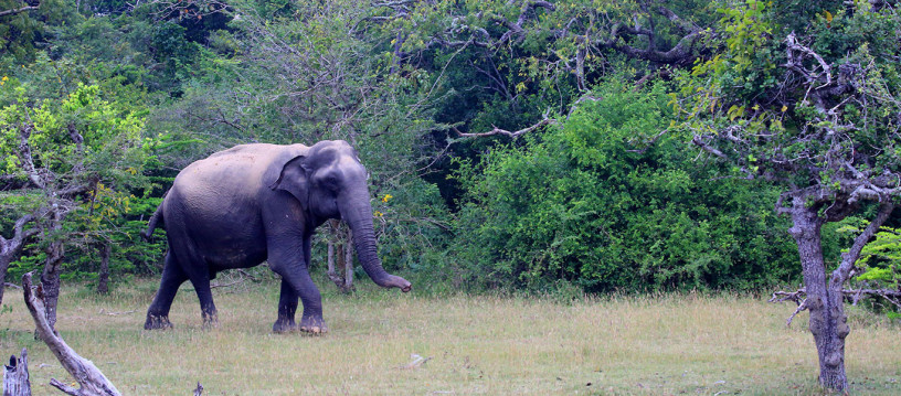 kumana-national-park-a-remote-wildlife-sanctuary-and-birdwatchers-paradise-in-ampara-big-1