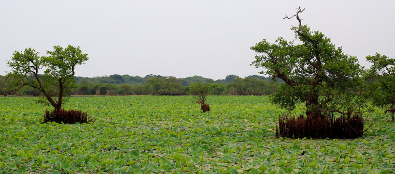 kumana-national-park-a-remote-wildlife-sanctuary-and-birdwatchers-paradise-in-ampara-big-0