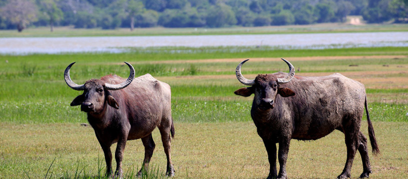 kumana-national-park-a-remote-wildlife-sanctuary-and-birdwatchers-paradise-in-ampara-big-2