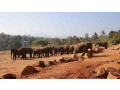 pinnawala-elephant-orphanage-a-sanctuary-for-sri-lankas-majestic-giants-in-pinnawala-small-2