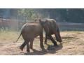 pinnawala-elephant-orphanage-a-sanctuary-for-sri-lankas-majestic-giants-in-pinnawala-small-1