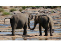 pinnawala-elephant-orphanage-a-sanctuary-for-sri-lankas-majestic-giants-in-pinnawala-small-4