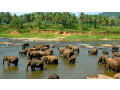 pinnawala-elephant-orphanage-a-sanctuary-for-sri-lankas-majestic-giants-in-pinnawala-small-3