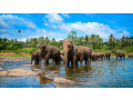 pinnawala-elephant-orphanage-a-sanctuary-for-sri-lankas-majestic-giants-in-pinnawala-small-0