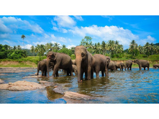 Pinnawala Elephant Orphanage, A Sanctuary for Sri Lanka's Majestic Giants in Pinnawala