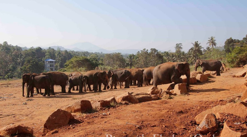 pinnawala-elephant-orphanage-a-sanctuary-for-sri-lankas-majestic-giants-in-pinnawala-big-2