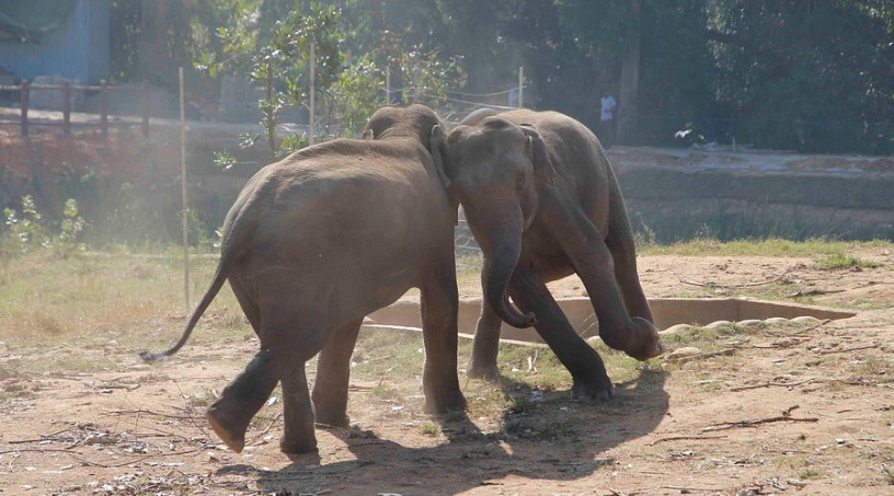 pinnawala-elephant-orphanage-a-sanctuary-for-sri-lankas-majestic-giants-in-pinnawala-big-1