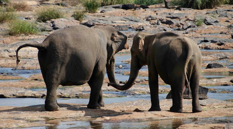 pinnawala-elephant-orphanage-a-sanctuary-for-sri-lankas-majestic-giants-in-pinnawala-big-4