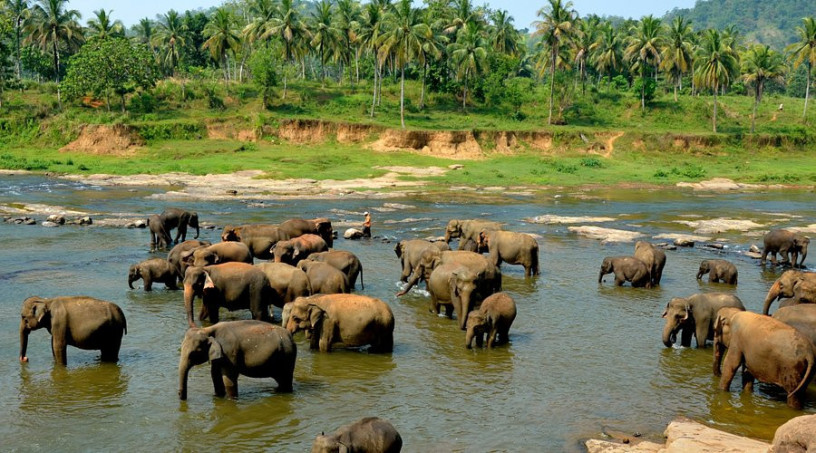 pinnawala-elephant-orphanage-a-sanctuary-for-sri-lankas-majestic-giants-in-pinnawala-big-3