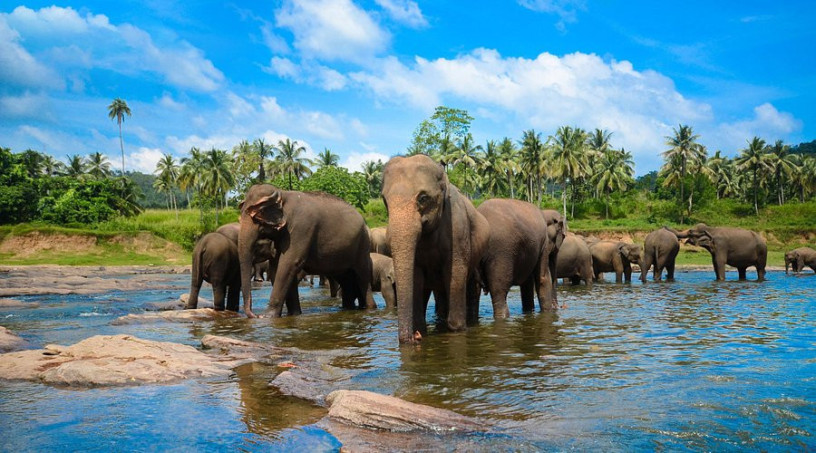 pinnawala-elephant-orphanage-a-sanctuary-for-sri-lankas-majestic-giants-in-pinnawala-big-0