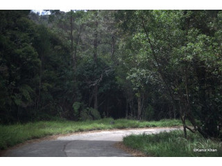 Pidurutalagala, Sri Lanka's Highest Peak and Majestic Natural Landmark in Nuwaraeliya