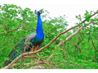 Lahugala National Park: A Hidden Gem for Wildlife and Serenity in Eastern Sri Lanka