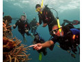 scuba-diving-in-sri-lanka-exploring-underwater-wonders-in-hikkaduwa-small-1