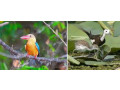 explore-the-tranquil-beauty-of-attidiya-bird-sanctuary-a-birdwatchers-haven-in-colombo-small-0