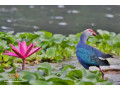 explore-the-tranquil-beauty-of-attidiya-bird-sanctuary-a-birdwatchers-haven-in-colombo-small-4