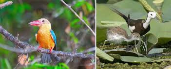 explore-the-tranquil-beauty-of-attidiya-bird-sanctuary-a-birdwatchers-haven-in-colombo-big-0