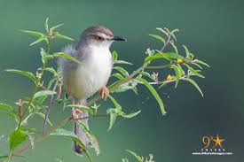 explore-the-tranquil-beauty-of-attidiya-bird-sanctuary-a-birdwatchers-haven-in-colombo-big-3