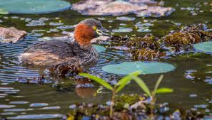 explore-the-tranquil-beauty-of-attidiya-bird-sanctuary-a-birdwatchers-haven-in-colombo-big-2