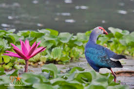 explore-the-tranquil-beauty-of-attidiya-bird-sanctuary-a-birdwatchers-haven-in-colombo-big-4