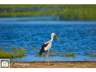 Mannar Wildlife Sanctuary: A Haven for Nature Enthusiasts