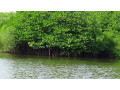 batticaloa-lagoon-a-natural-oasis-of-serenity-and-wildlife-in-batticaloa-small-1