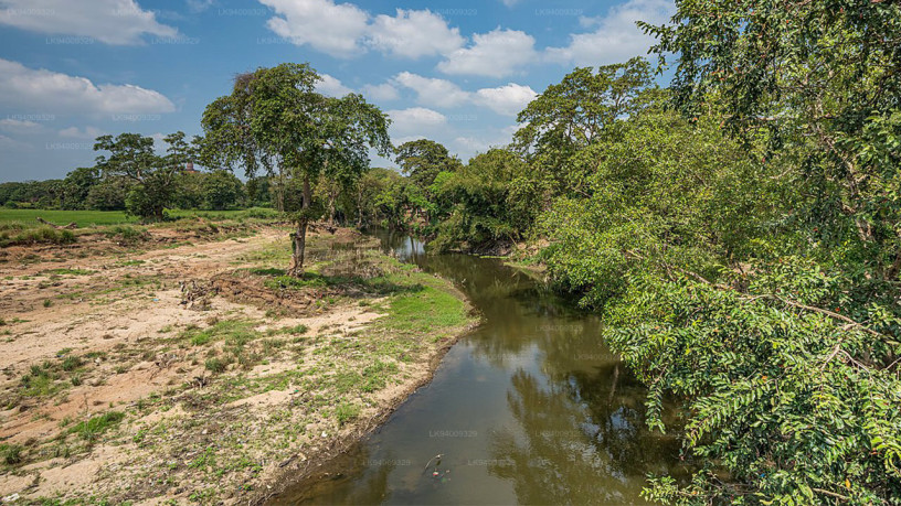 malvathu-river-a-serene-waterway-in-sri-lankas-cultural-heartland-big-2