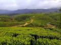 pedro-tea-estate-a-scenic-tea-experience-in-sri-lankas-highlands-small-2