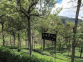 pedro-tea-estate-a-scenic-tea-experience-in-sri-lankas-highlands-small-0