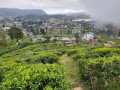 pedro-tea-estate-a-scenic-tea-experience-in-sri-lankas-highlands-small-4