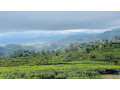 hakgala-a-scenic-highland-gem-in-sri-lankas-nuwara-eliya-small-2