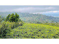 hakgala-a-scenic-highland-gem-in-sri-lankas-nuwara-eliya-small-1