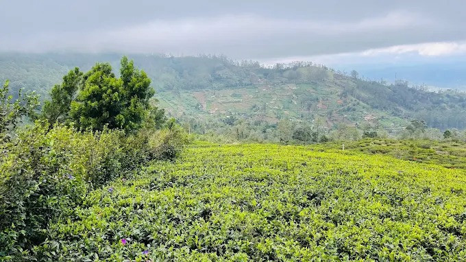 hakgala-a-scenic-highland-gem-in-sri-lankas-nuwara-eliya-big-1