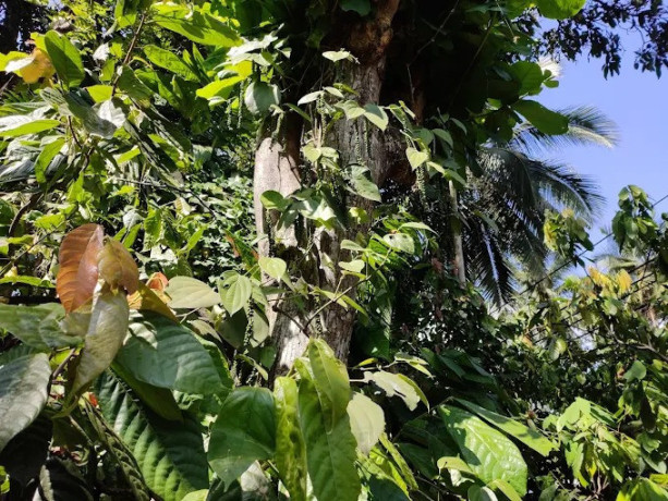 exploring-the-enchanting-kandy-spice-walk-a-journey-through-ceylons-aromatic-heritage-big-0