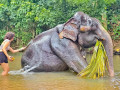 discover-the-millennium-elephant-foundation-a-sanctuary-for-sri-lankas-majestic-elephants-small-4