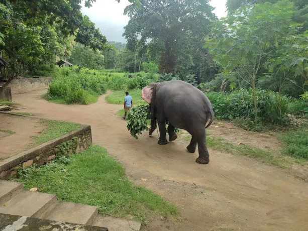 discover-the-millennium-elephant-foundation-a-sanctuary-for-sri-lankas-majestic-elephants-big-2