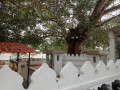 sri-nagavihara-international-buddhist-centre-a-beacon-of-buddhist-learning-and-practice-in-jaffna-small-3