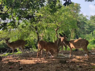 Fort Frederick in Trincomalee: A Historical Gem Overlooking Sri Lanka’s Eastern Coast