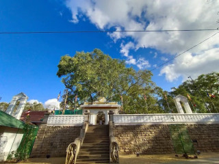 Jaya Sri Maha Bodhi: The Sacred Bodhi Tree of Anuradhapura