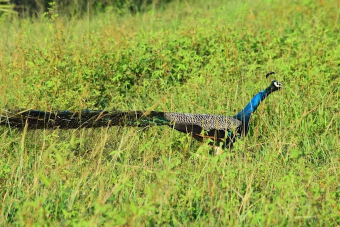 wasgamuwa-national-park-a-sanctuary-of-wildlife-and-natural-beauty-big-0