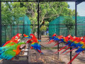 discover-avian-wonders-at-the-birds-park-birds-research-center-hambantota-small-0