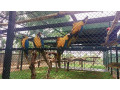 discover-avian-wonders-at-the-birds-park-birds-research-center-hambantota-small-4