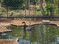 discover-avian-wonders-at-the-birds-park-birds-research-center-hambantota-small-1