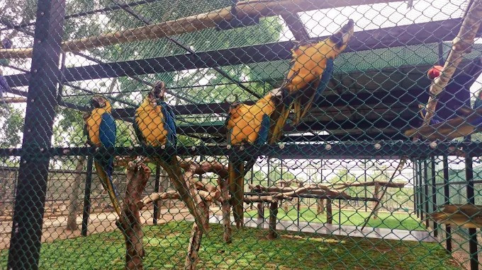 discover-avian-wonders-at-the-birds-park-birds-research-center-hambantota-big-4