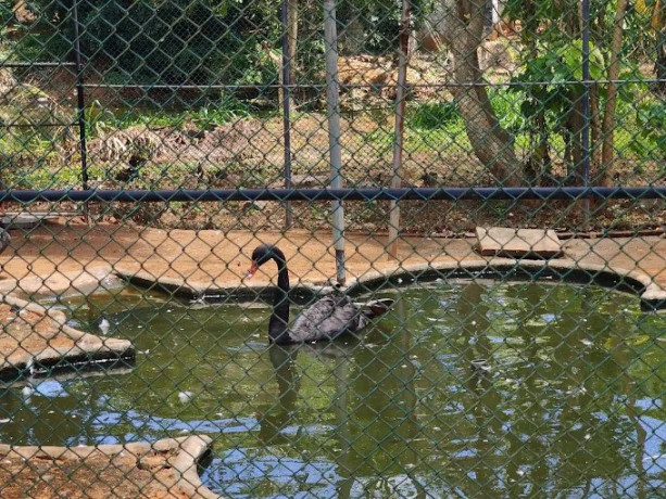 discover-avian-wonders-at-the-birds-park-birds-research-center-hambantota-big-1