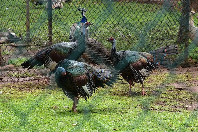 discover-avian-wonders-at-the-birds-park-birds-research-center-hambantota-big-2