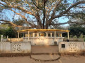 explore-the-ancient-serenity-of-ramba-raja-maha-viharaya-small-1