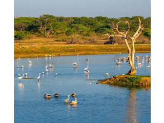 Discover the Rich Biodiversity of Bundala National Park