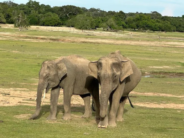 explore-the-wilderness-of-kumana-national-park-big-3